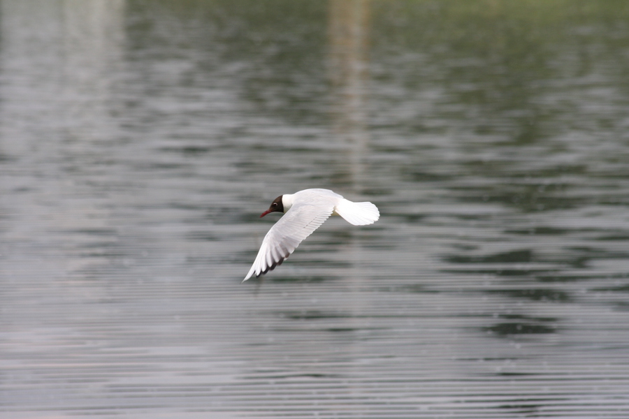 Объектив цифровой Canon EF 75-300mm 4-5.6 III