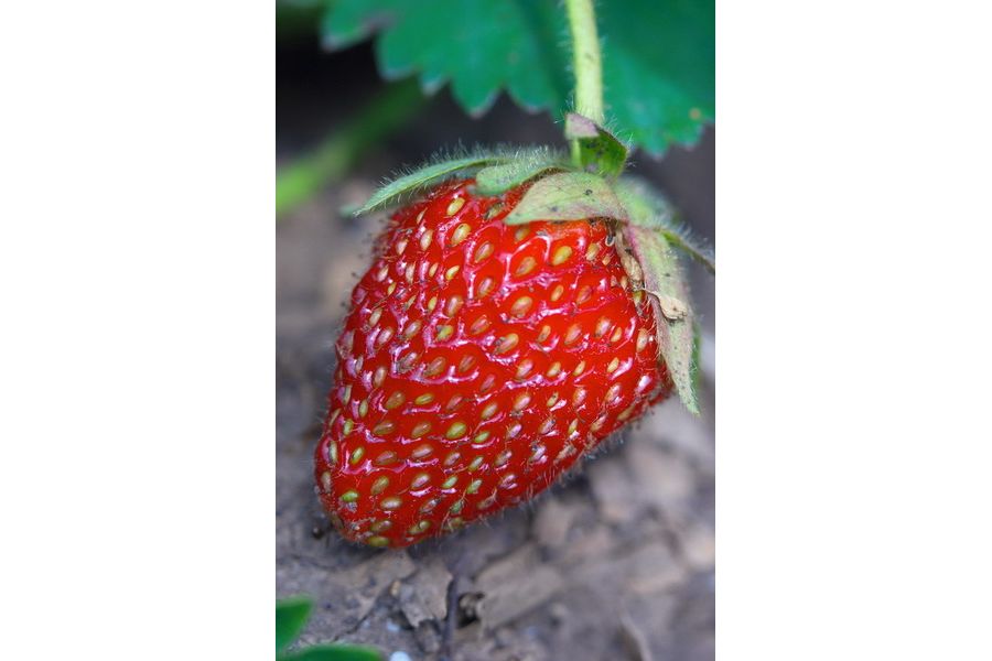 Советский объектив Вега-5У 105mm f/4 ММЗ