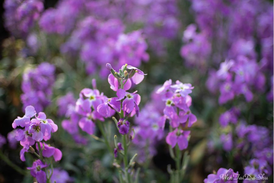 Объектив 7Artisans 35mm F1.4 для Sony E-mount