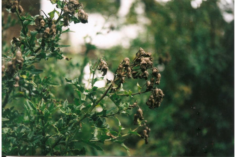 Фотокамера Зенит Е + Индустар-50-2 (СССР, 1975)