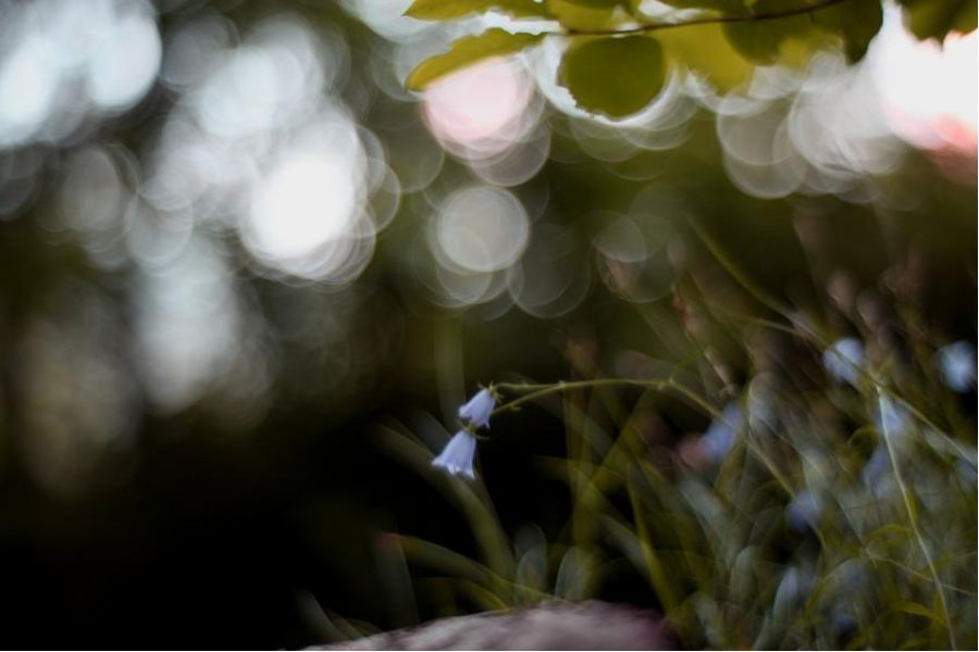 Primoplan 1.9/58 V Meyer-Optik Gorlitz (Германия, 1949)