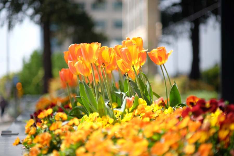 Объектив 7Artisans 55mm f/1.4 для Fujifilm FX