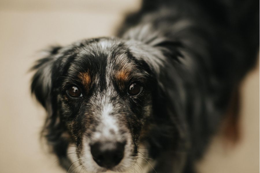 Объектив 7Artisans 55mm f/1.4 Mark II для Canon EOS R