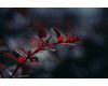 Объектив 7Artisans 60mm f/2.8 Mark II Canon EOS-M