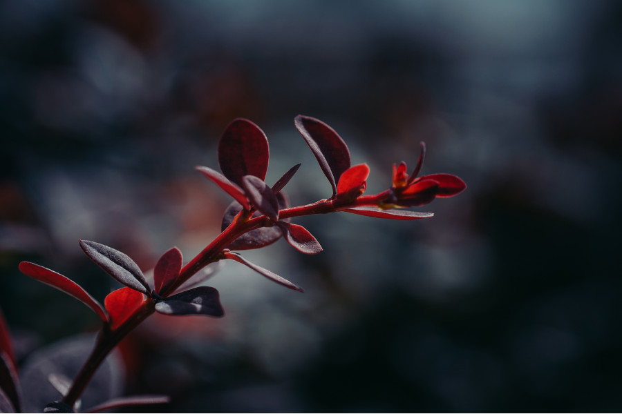 Объектив 7Artisans 60mm f/2.8 Mark II Fujifilm FX