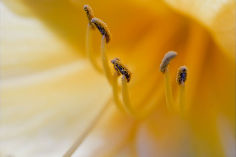 Объектив 7Artisans 60mm f/2.8 Mark II Micro 4/3