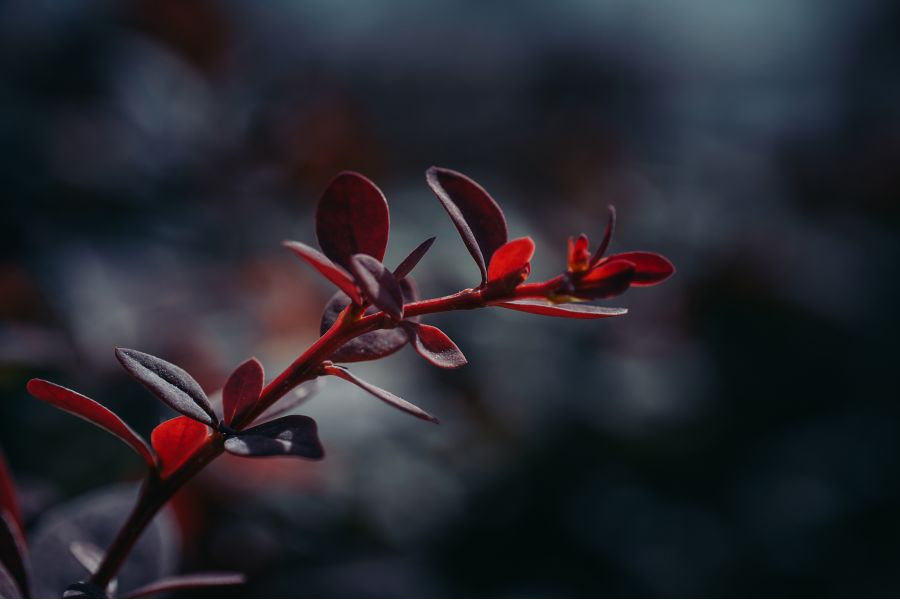 Объектив 7Artisans 60mm f/2.8 Mark II Nikon Z