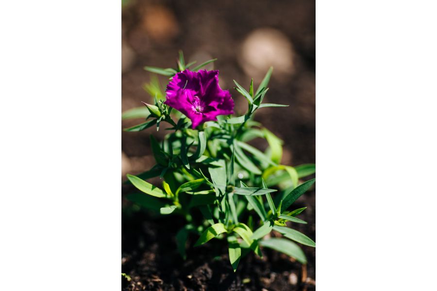 Объектив цифровой Canon EF 135mm f/2L USM