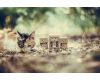 Объектив Sigma AF 85mm f/1.4 EX DG HSM Canon EF