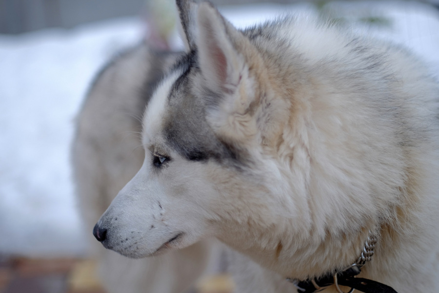 Объектив Olympus OM-System Zuiko Auto-S 50mm f/1,8