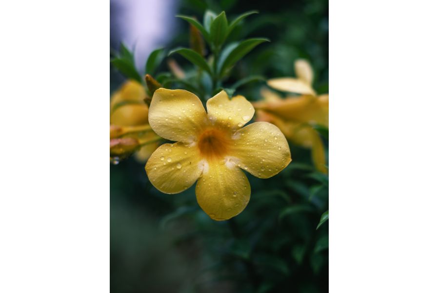 Объектив 7Artisans 35mm F1.2 II Sony E