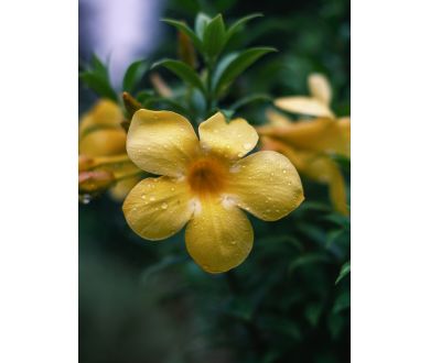 Объектив 7Artisans 35mm F1.2 II Sony E