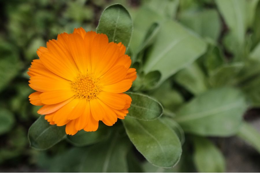 Объектив Samyang AF 12mm F2 E