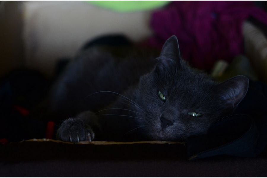 Светосильный объектив Индустар-61Л/З-МС 2.8/50