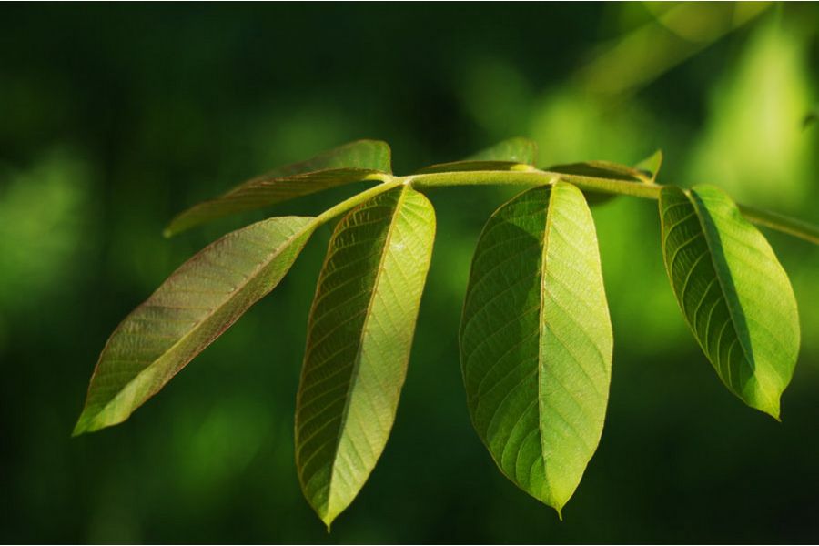 Светосильный объектив Индустар-61Л/З-МС 2.8/50