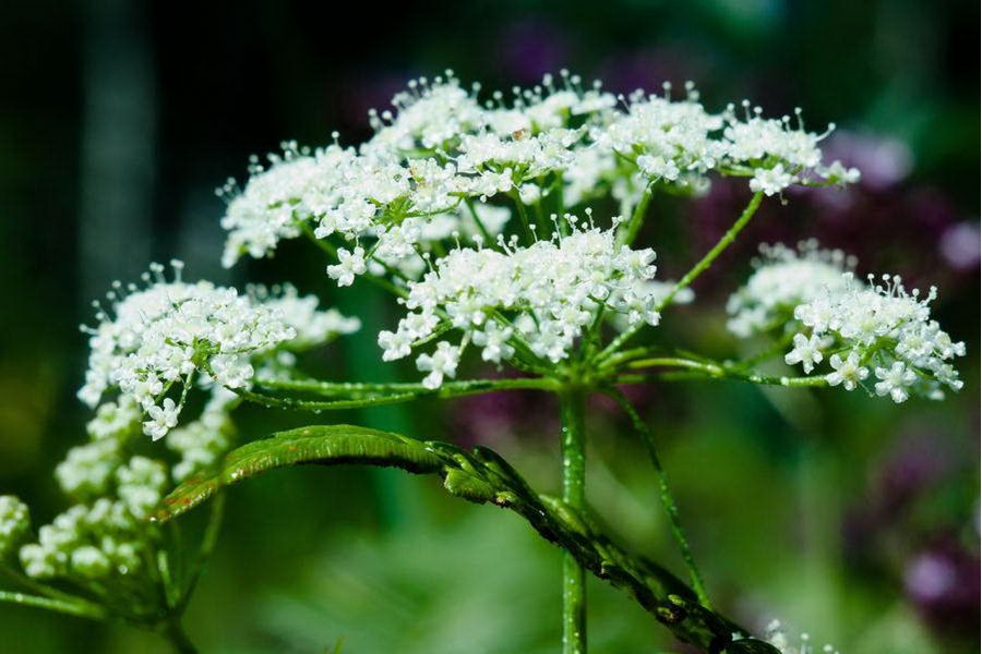 Светосильный объектив Индустар-61Л/З-МС 2.8/50