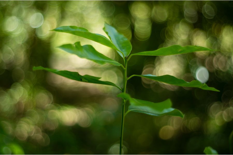 Объектив светосильный Pentacon auto 1.8/50 зебра