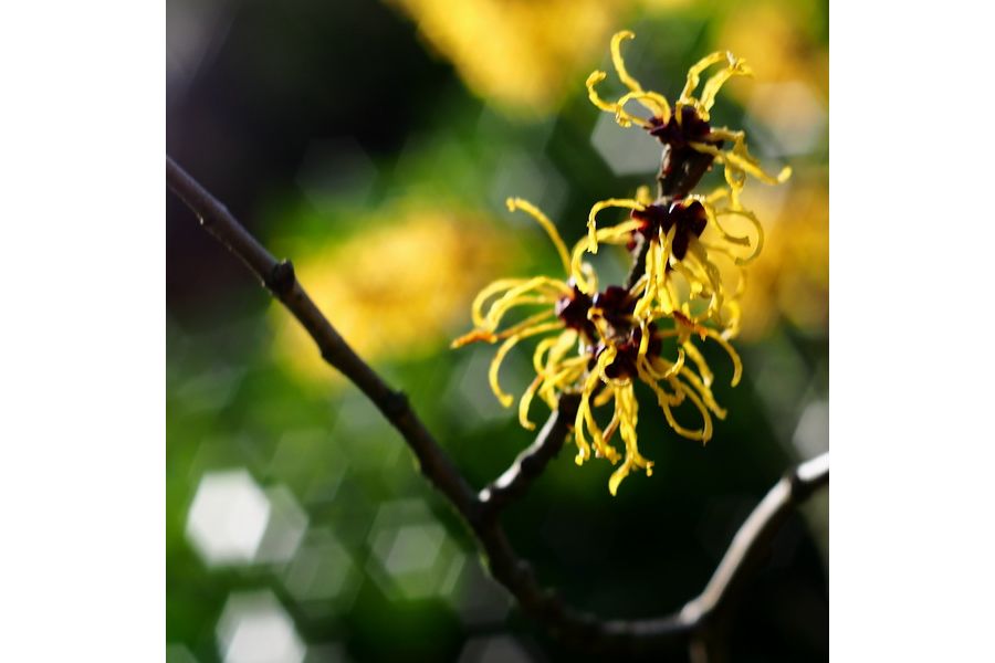 Объектив светосильный Pentacon auto 1.8/50 зебра