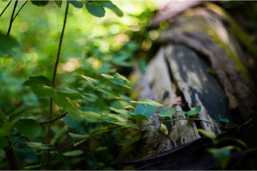 Объектив светосильный Pentacon auto 1.8/50 зебра