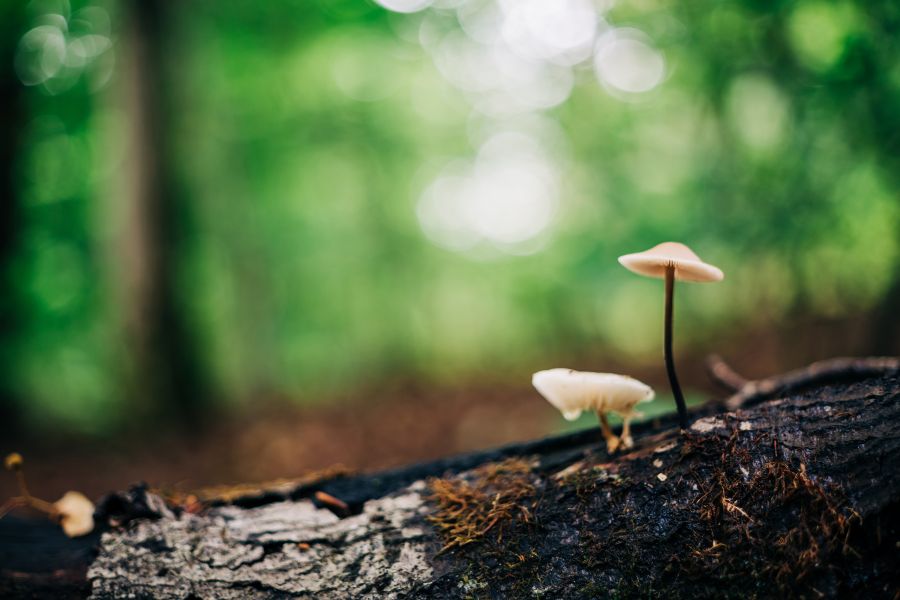 Кинообъектив 7Artisans 50mm T2.0 для Sony E