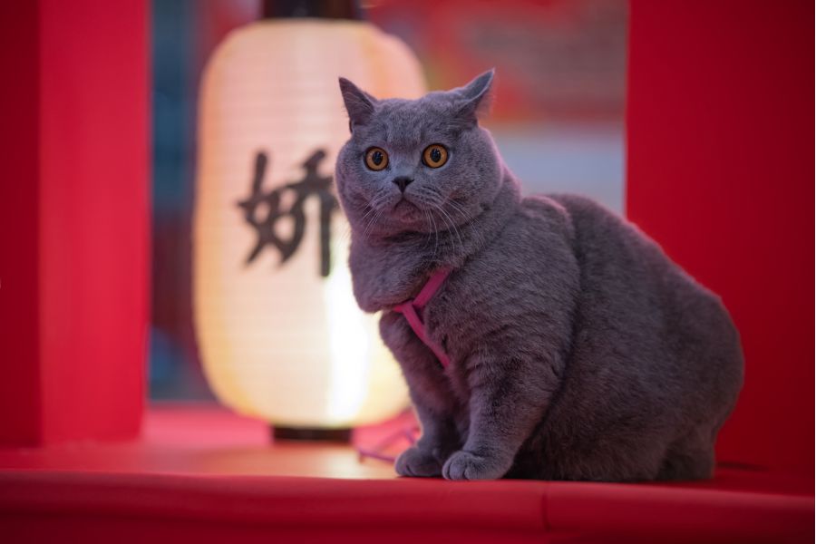 Кинообъектив 7Artisans 85mm T2.0 для Sony E