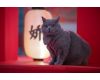 Кинообъектив 7Artisans 85mm T2.0 для Sony E