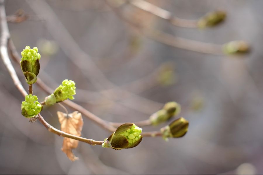 Объектив Вега-12Б / Vega 12Б 2,8/90 (СССР, 1975)