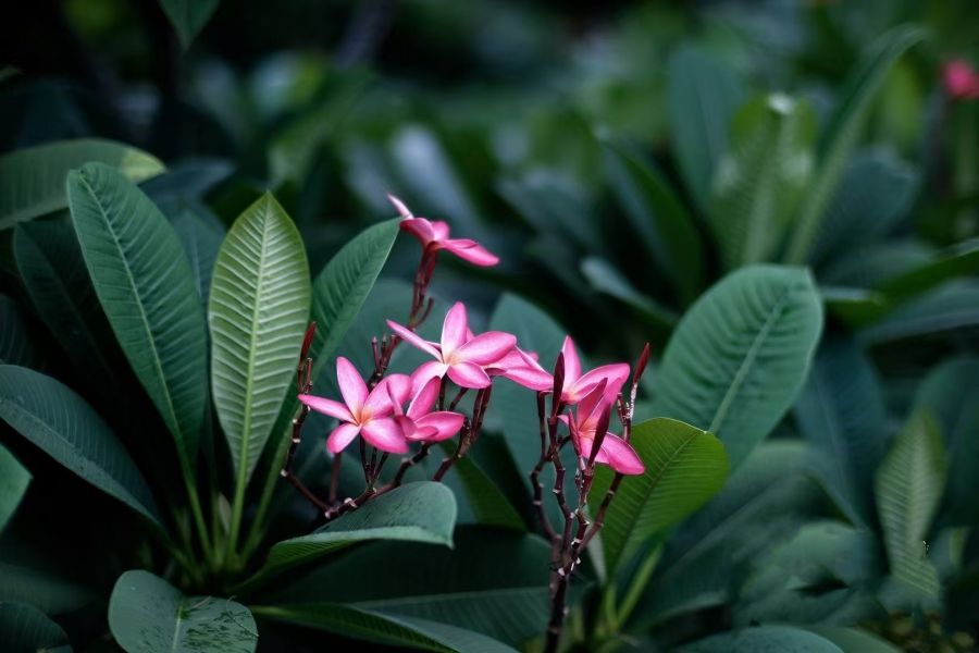 Объектив Newyi 50mm F1.8 II Sony E