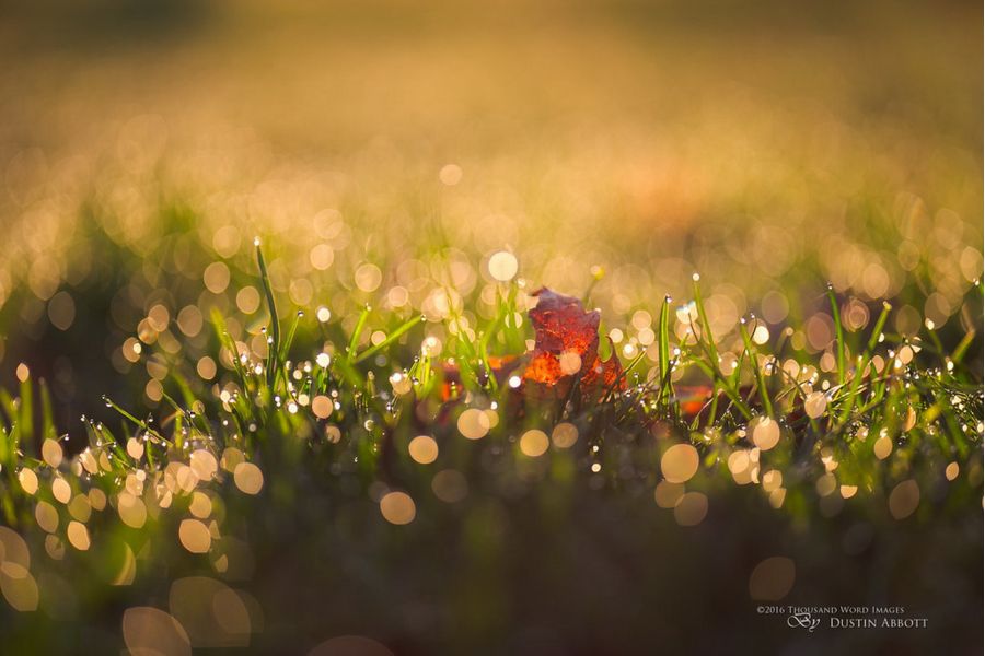 Tamron SP AF 85mm f/1.8 Di VC USD (F016) Sony A (Japan)