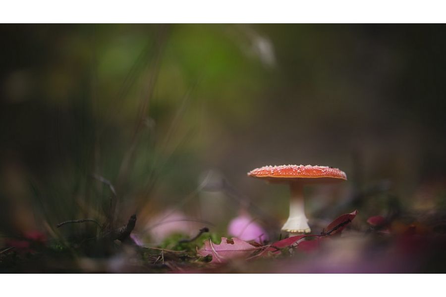 Tamron SP AF 85mm f/1.8 Di VC USD (F016) Sony A (Japan)