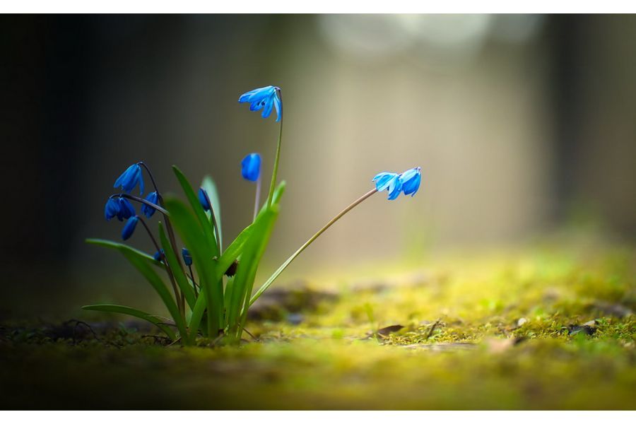 Tamron SP AF 85mm f/1.8 Di VC USD (F016) Sony A (Japan)