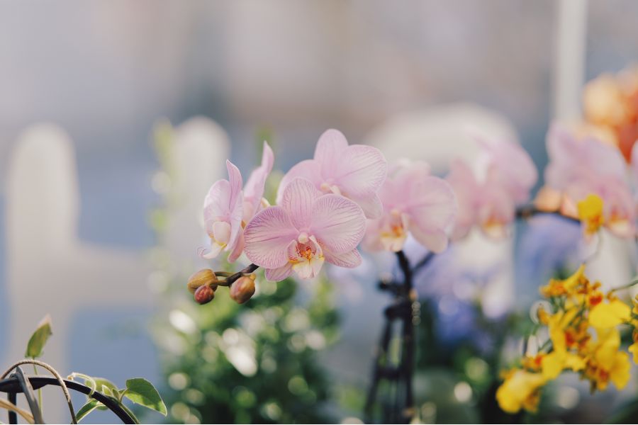 Объектив 7Artisans AF 85mm F1.8 Panasonic Leica (L Mount)