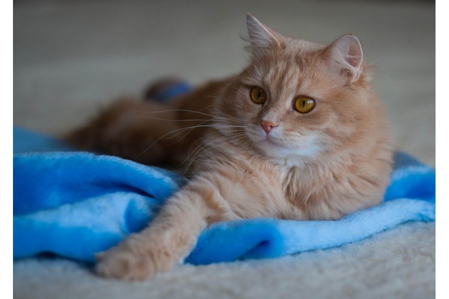 Телеобъектив Canon EF 85mm f/1.8 USM в упаковке