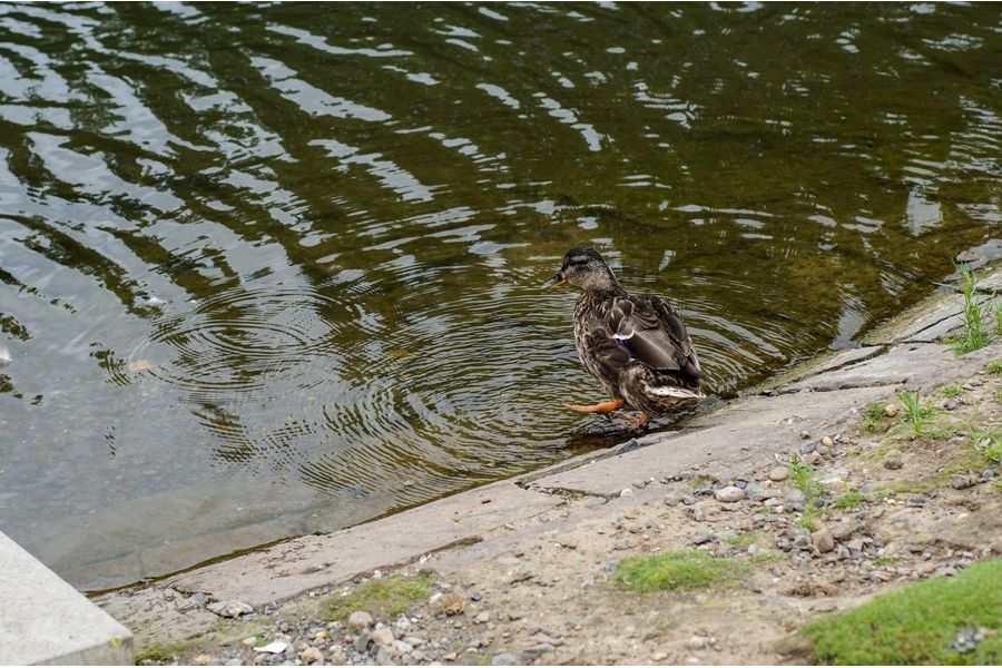 Телеобъектив Canon EF 85mm f/1.8 USM в упаковке