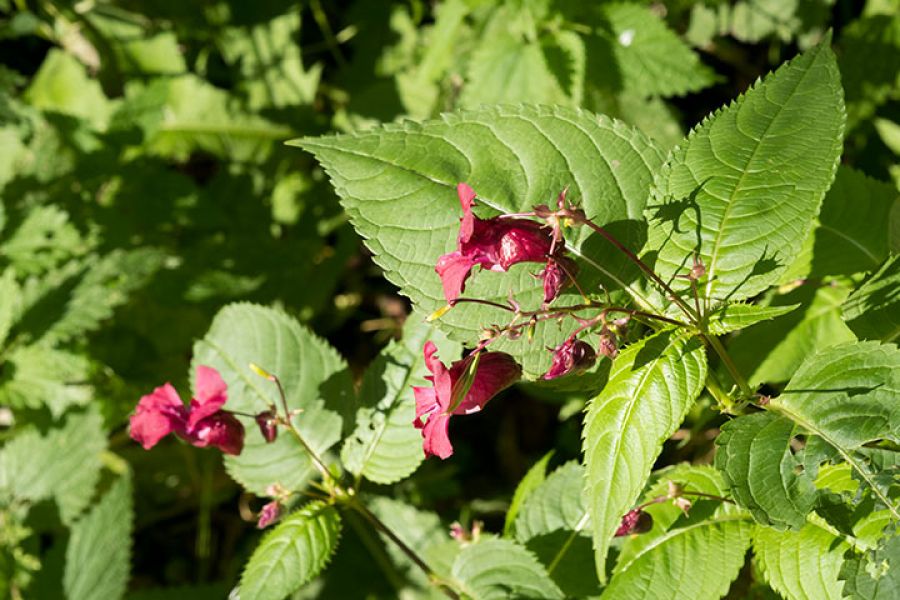 Объектив Fujifilm XF 60mm f/2.4 R Macro