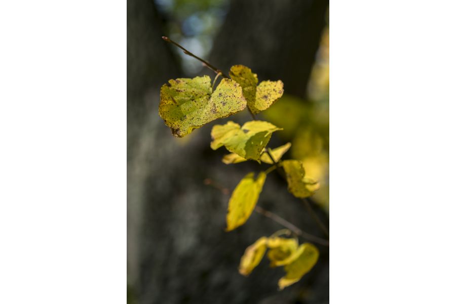 Объектив Fujifilm XF 60mm f/2.4 R Macro