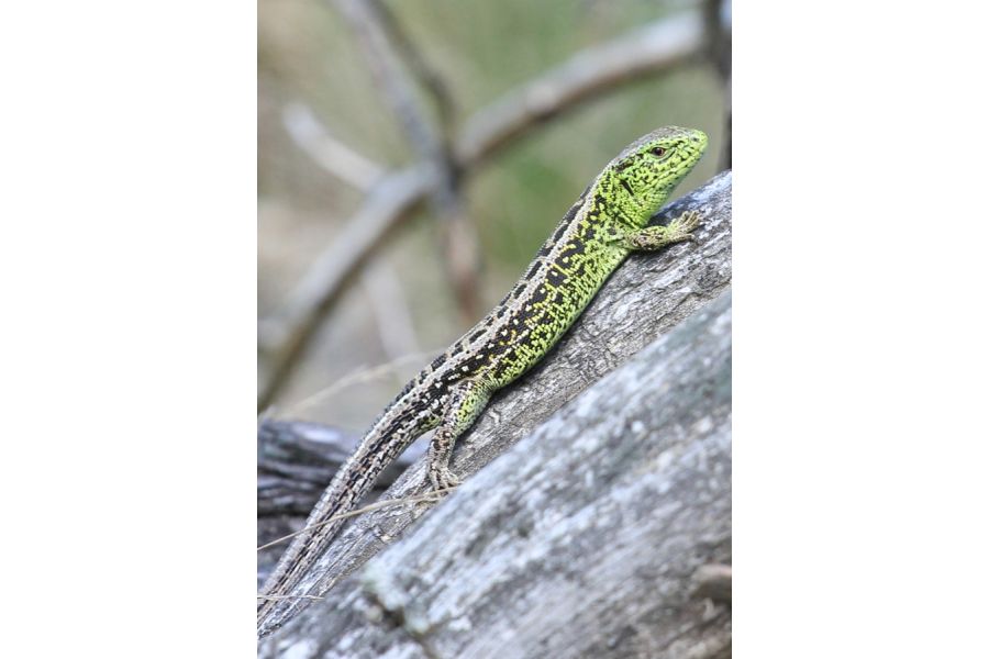 Объектив Canon EF 70-200mm f/4L USM для Canon EF