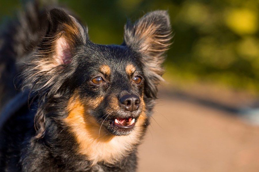 Объектив Canon EF 70-200mm f/4L USM для Canon EF