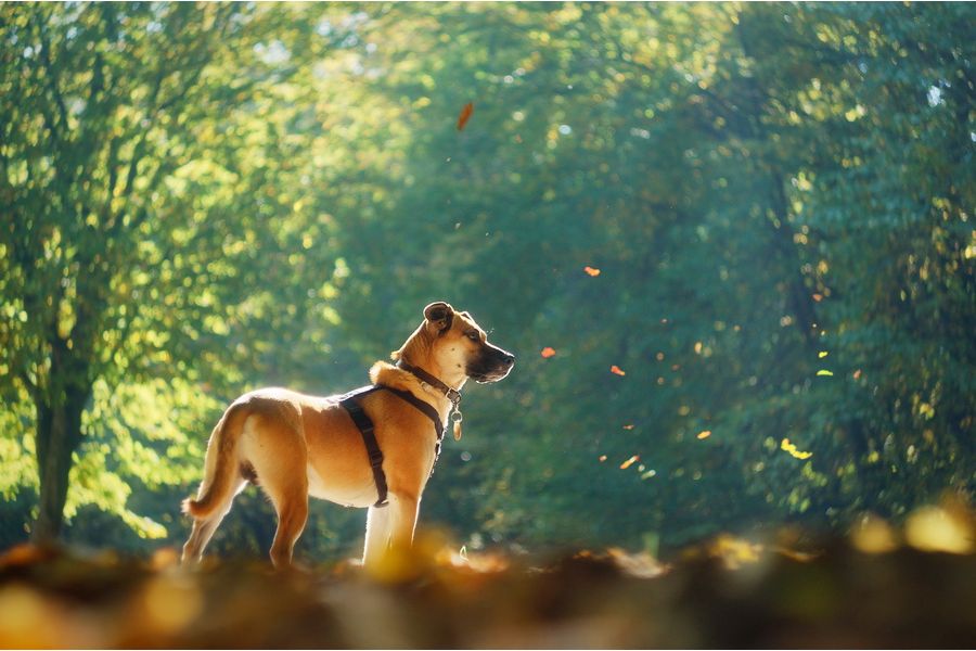 Советский мануальный объектив Гелиос-44 2/58 М39