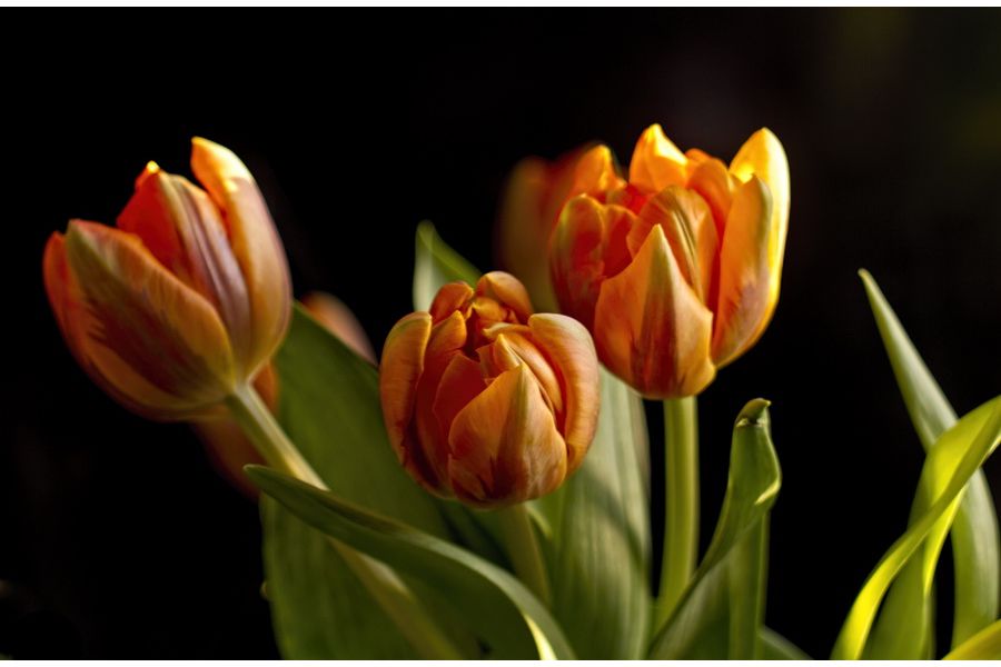 Широкоугольный советский объектив Мир-38В 3.5/65