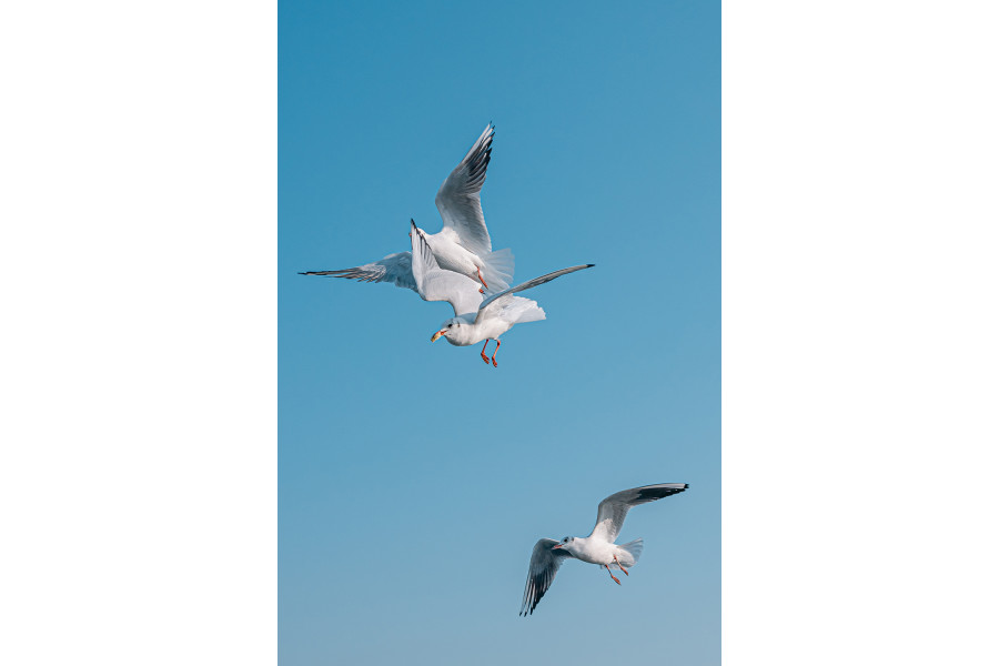 Объектив 7Artisans AF 25mm F1.8 Fuji (FX Mount) APS-C