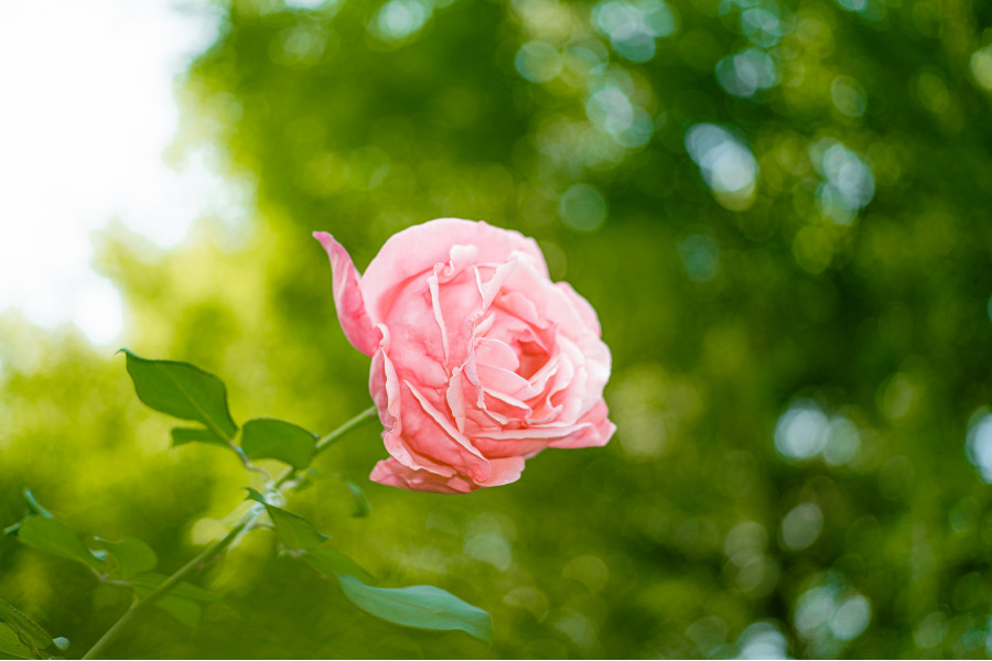 Объектив 7Artisans AF 35mm F1.8 Sony E APS-C