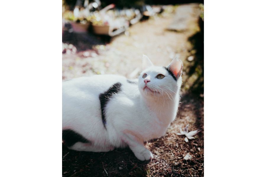 Объектив 7Artisans AF 40mm F2.5 Sony E Full Frame Автофокус