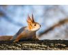Объектив Sigma AF 70-300mm f/4-5.6 APO MACRO DG для Nikon