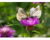 Объектив Sigma AF 70-300mm f/4-5.6 APO MACRO DG для Nikon