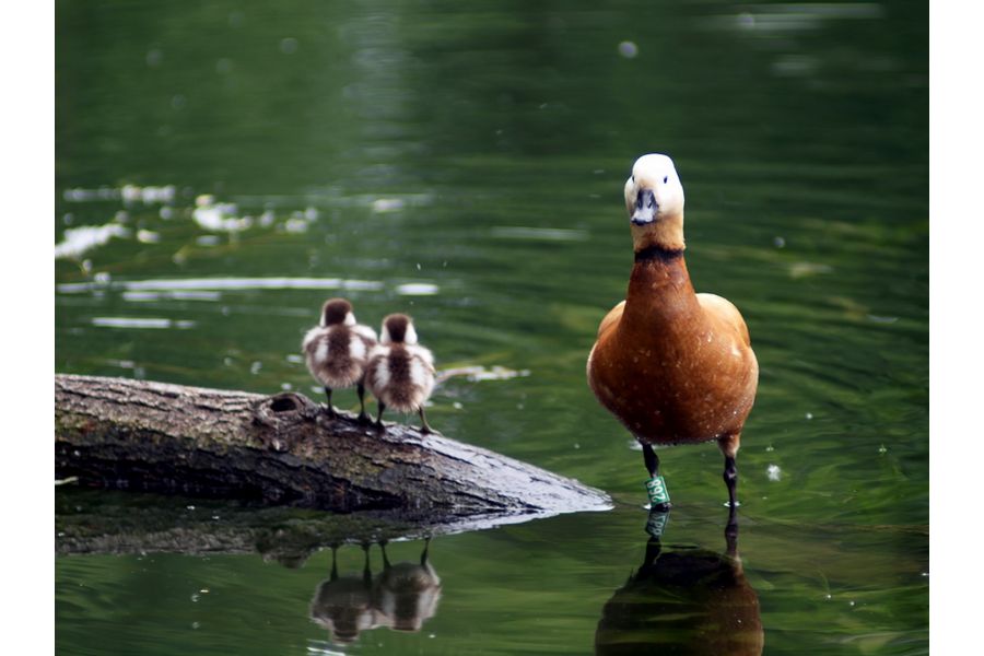 Vivitar 135 mm f/2.5 (Japan, 1979)