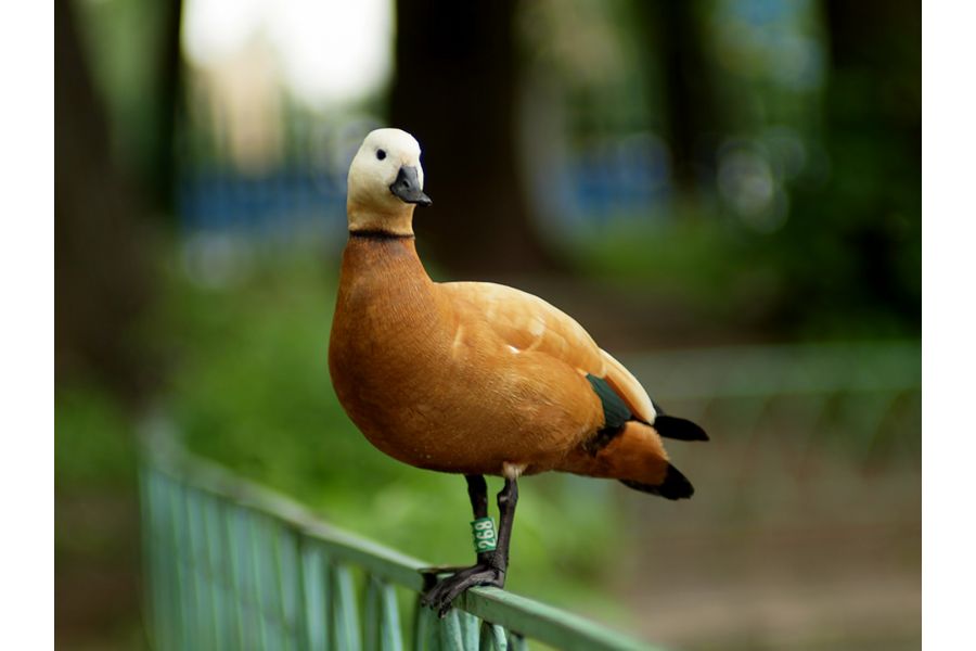 Vivitar 135 mm f/2.5 (Japan, 1979)