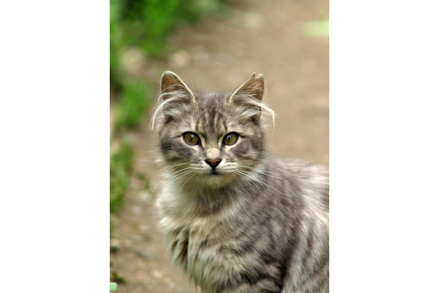 Vivitar 135mm f/2.8 Auto MC Telephoto