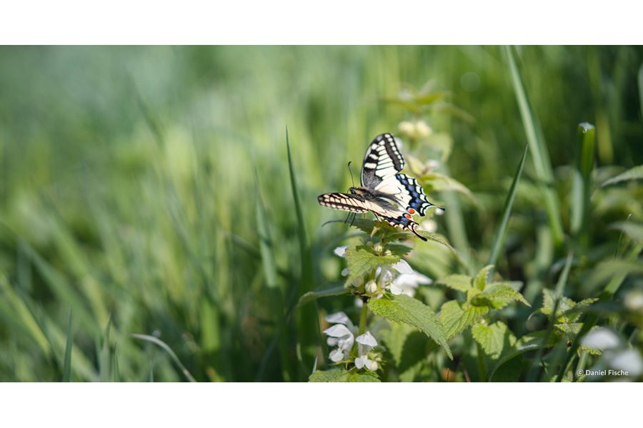 Samyang 45mm f/1.8 AF FE Sony E