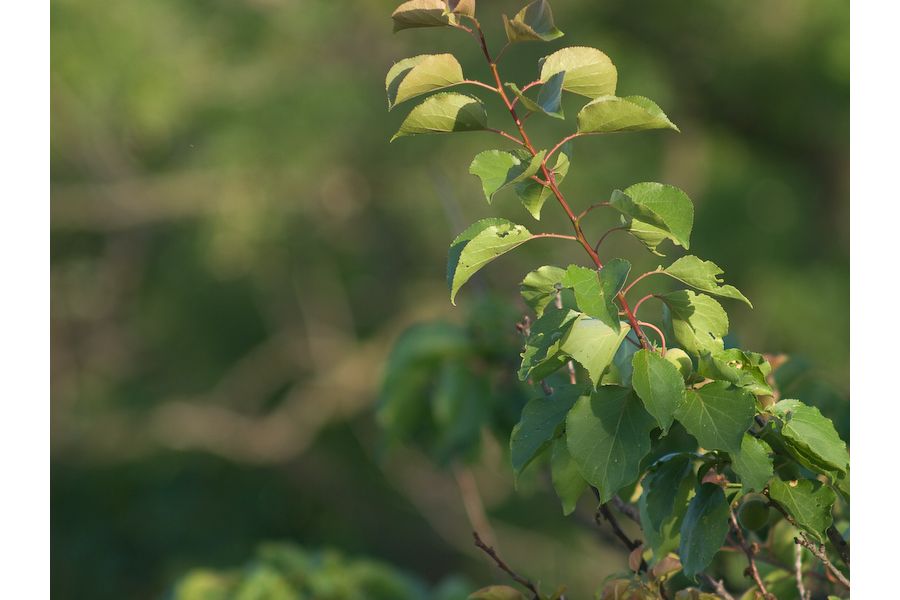 Vivitar Tele 3.5/200mm